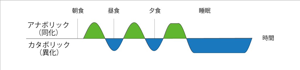 アナボリックとカタボリックの図